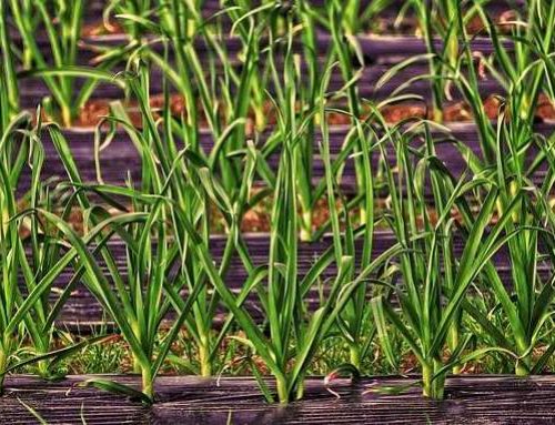 Rainwater Harvesting