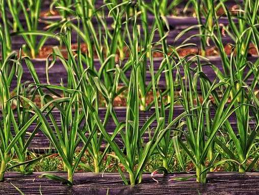 Rainwater harvest indomim